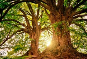 Какое дерево посадить на могиле? Какое дерево посадить на могиле?